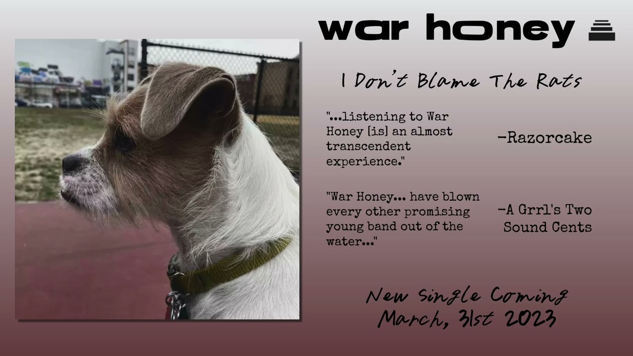 "I Don't Blame The Rats" by War Honey Upcoming Single Teaser
