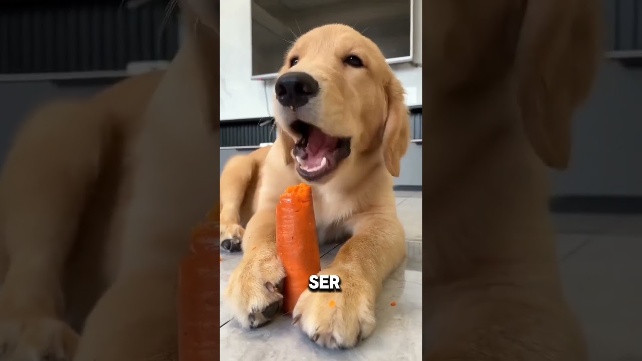 O melhor cachorro para a  fam&iacute;lia! O Golden Retriever #pets #dicas #cachorro#goldenretriever