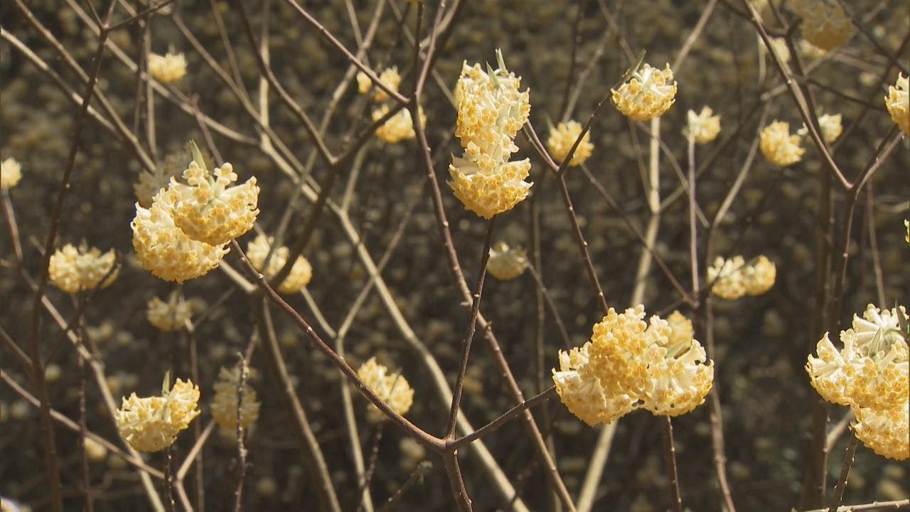 「ミツマタ」の花が見ごろ　山林に約2ヘクタールに群生　三重・津市