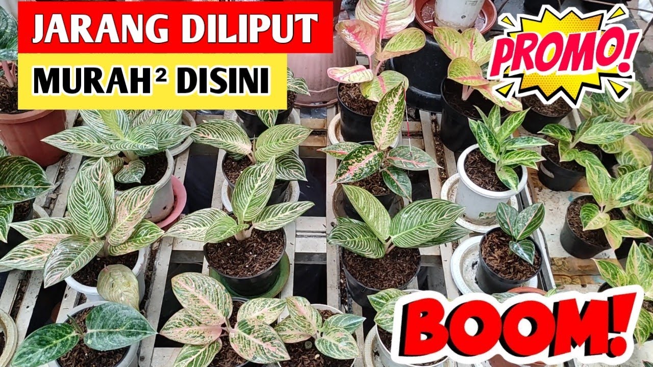 Jarang Diliput‼️ Rekomendasi Tempat Beli Aglaonema Murah ~ 131