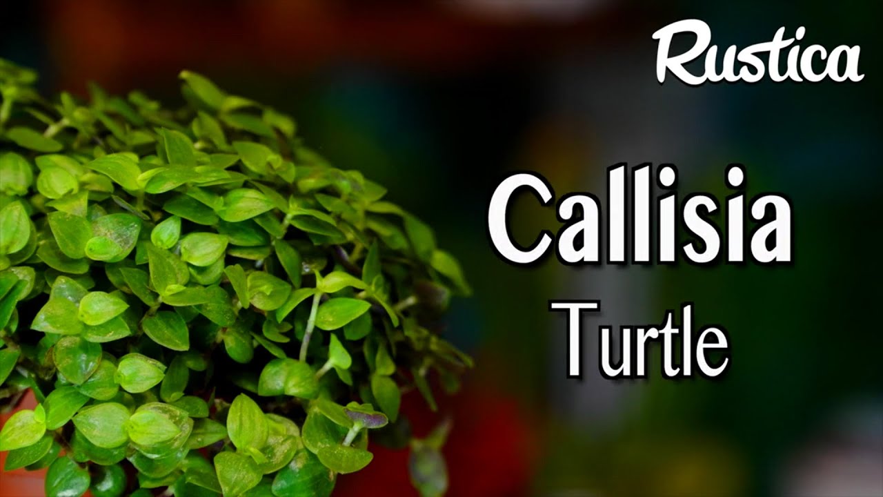 La callisie rampante ou liane tortue, une plante verte couvre-sol facile à marcotter