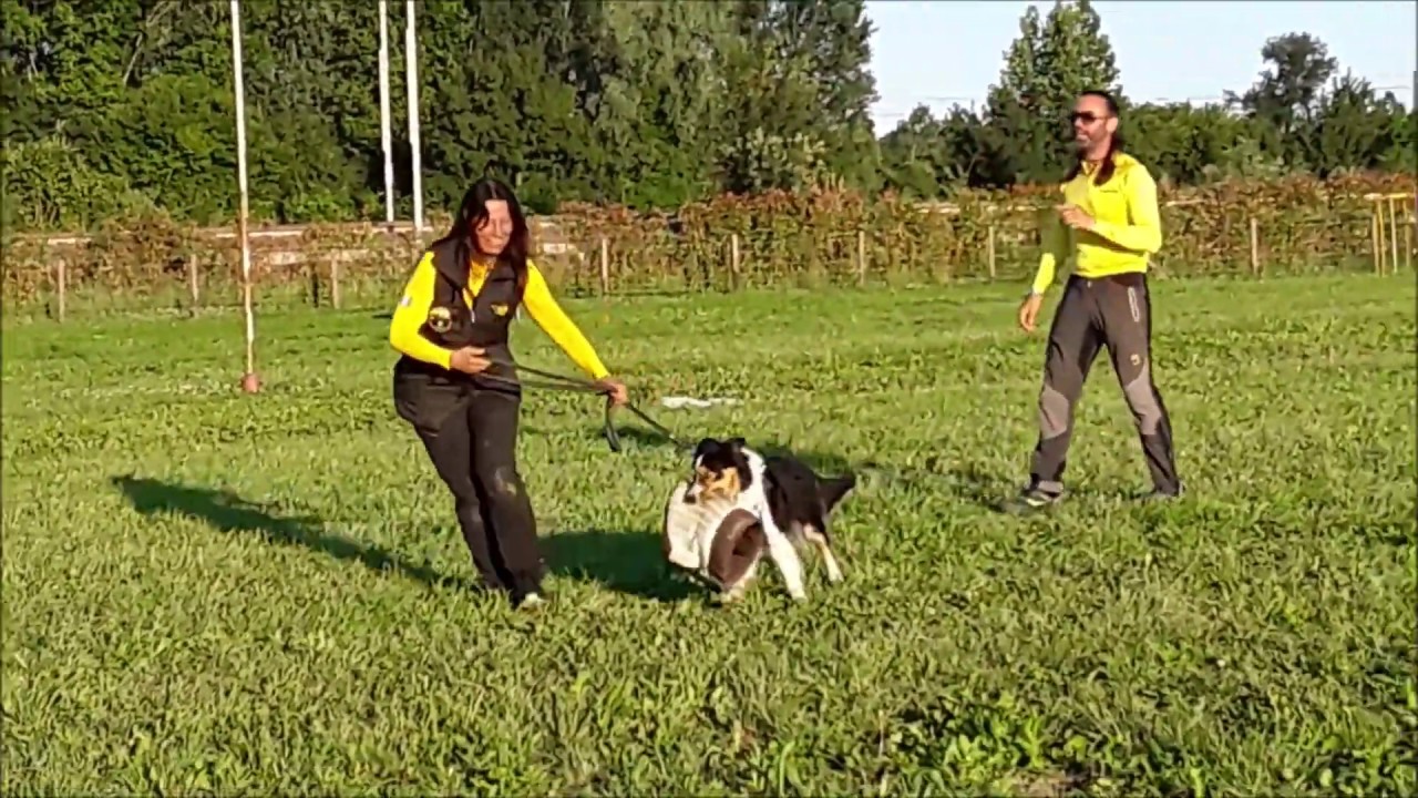 DESENSIBILIZZAZIONE ALLO SPARO DEL CANE DA SOCCORSO - BORDER COLLIE