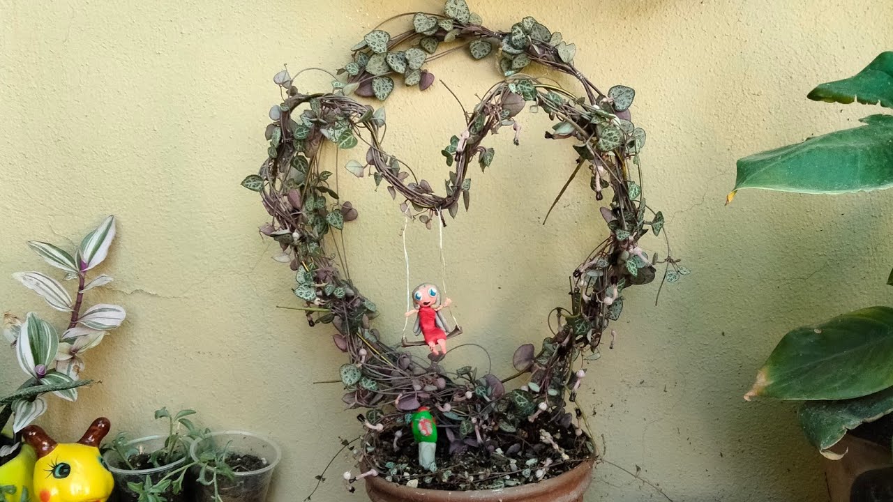 Como Entutorar mi Collar de Corazones o Ceropegia Woodi *Suculenta colgante y de Sombra👍