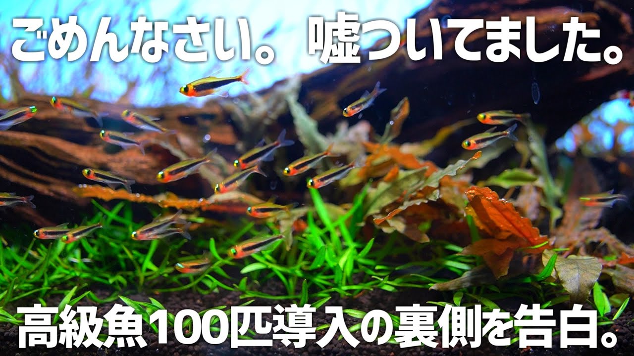 実は小型熱帯魚に18万円使ってました。#391【アクアリウム】