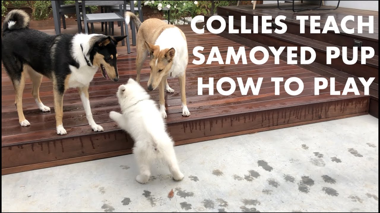 Socializing Puppy During Covid - Samoyed Meets Smooth Collies | Fluffy the Samoyed