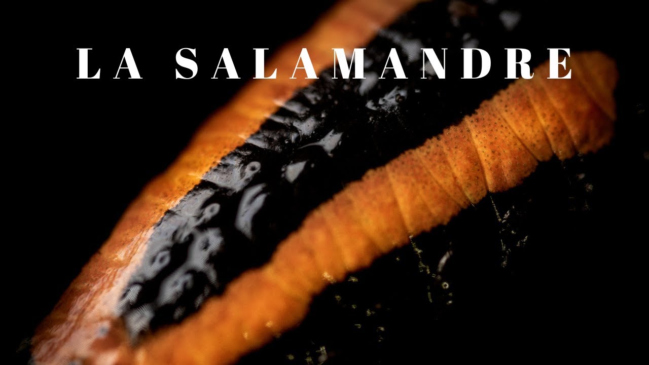 LA SALAMANDRE ✴️Terrain