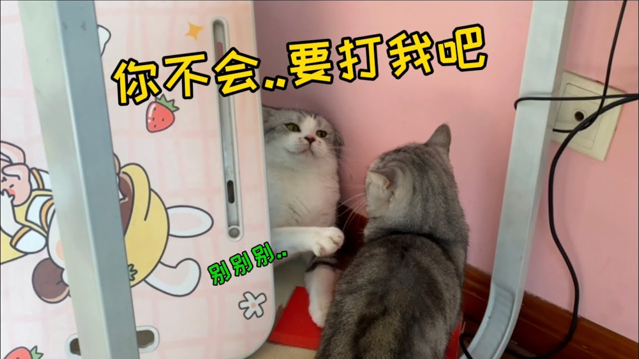 哈哈 ！小賤貓做了什麼，能讓貓媽氣到爆啊？