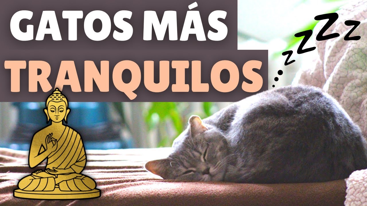 Las 10 RAZAS de gatos MÁS TRANQUILAS 💤