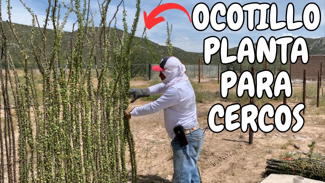 🌿 El Cerco Vivo Más Hermoso y Útil para Ranchos