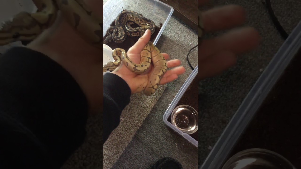 New snake tubs