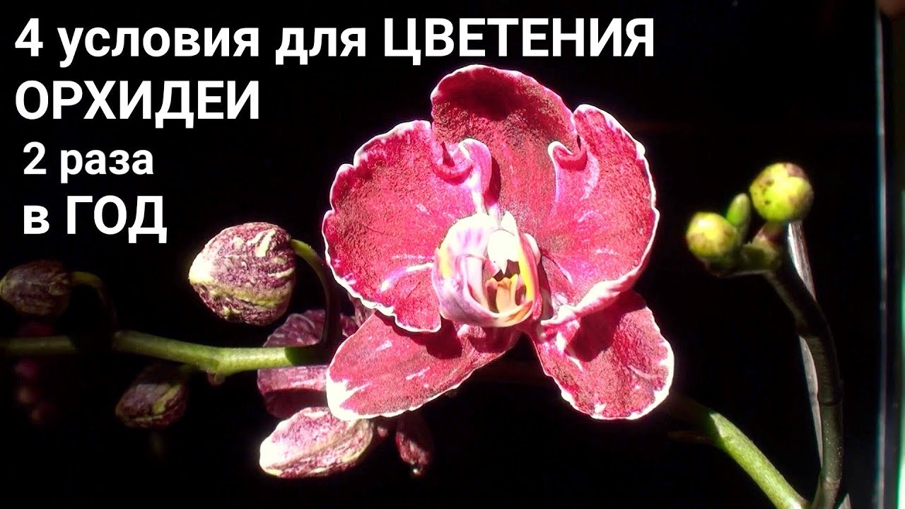 цветонос у ОРХИДЕИ цветет по 2 раза в год 4 ГЛАВНЫХ УСЛОВИЯ роста и цветения ОРХИДЕИ
