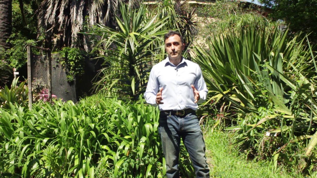 Cómo estudiar Fisiología Vegetal