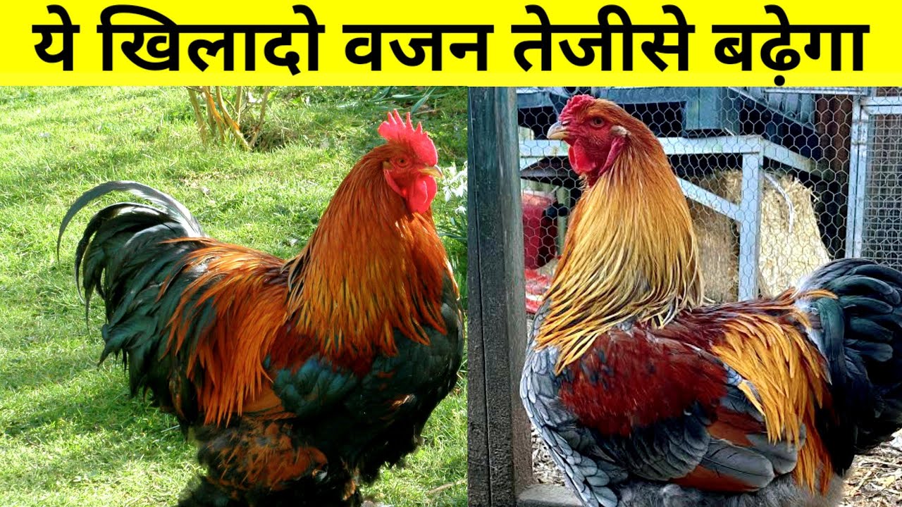 ये खिलादो मुर्गियों का वजन तेजीसे बढ़ेगा(How to gain local chicken weight)