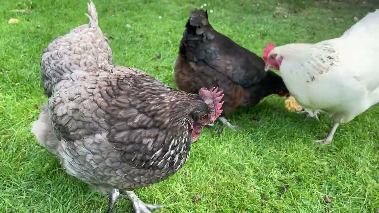 CHICKEN LOGIC IS BROKEN! 😂 The Great Sweetcorn Scramble