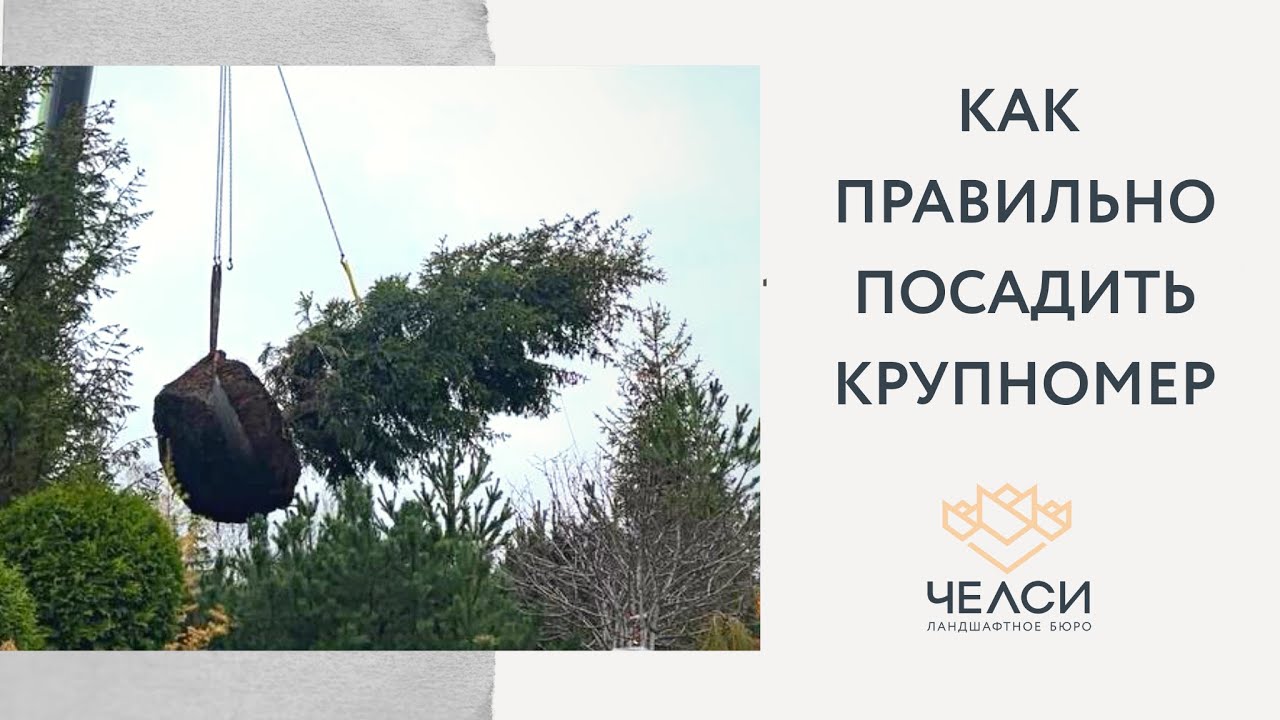 Правильная посадка крупномера