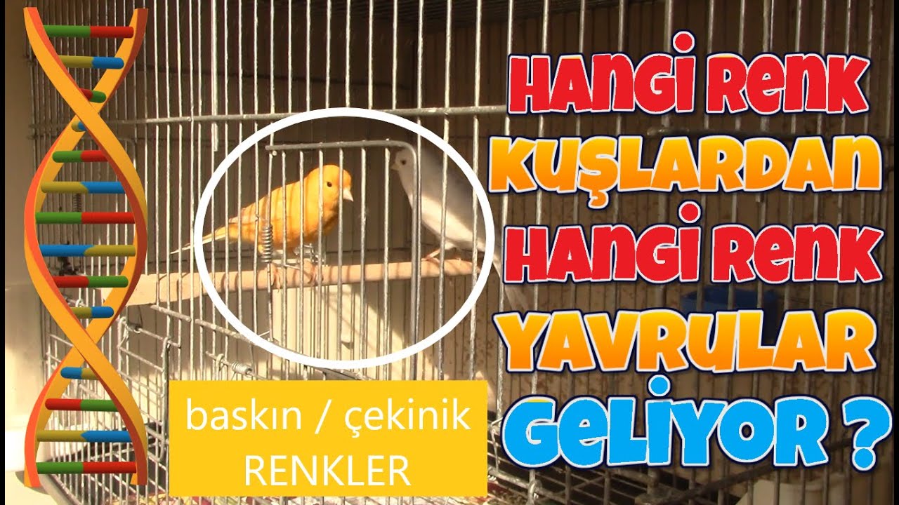 Hangi Renk Kanarya Eşlemesi Hangi Renk Yavru Veriyor ? Hangi Renk Kuşlar Eş Yapılmaz ?