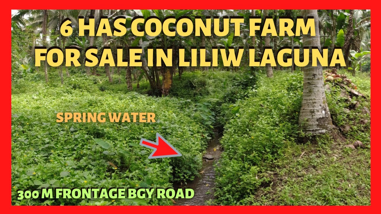 6 has Coconut Farm in Liliw Laguna for Sale (Lot Code: 2351)