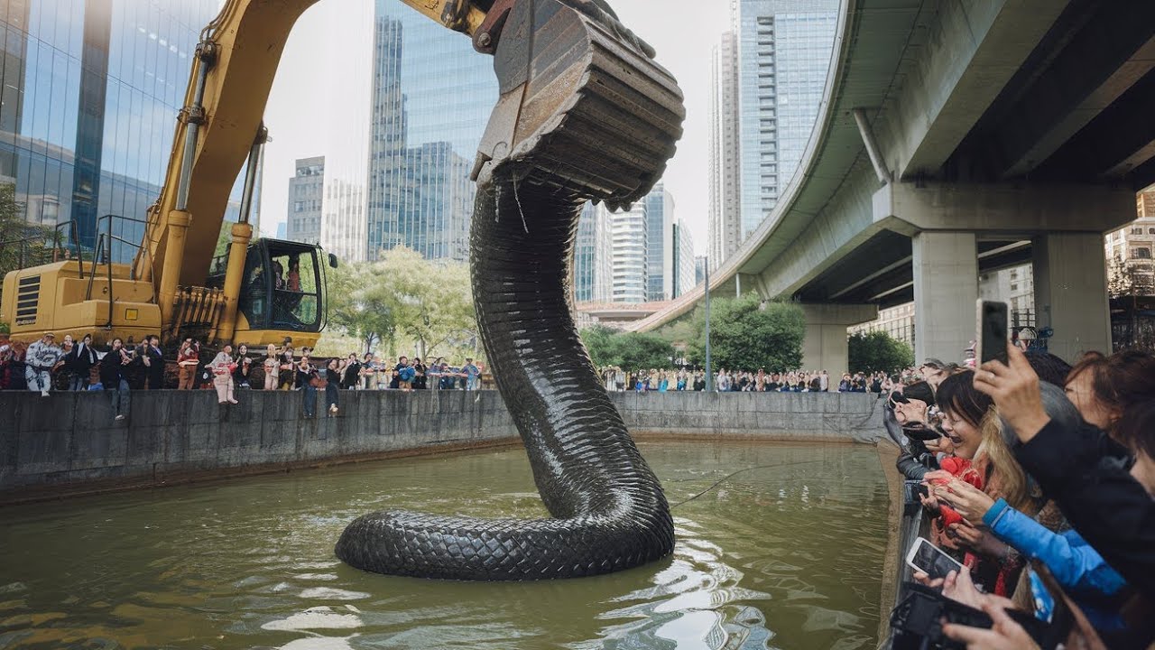 Excavator Worker Discovers Giant Snake Underground!