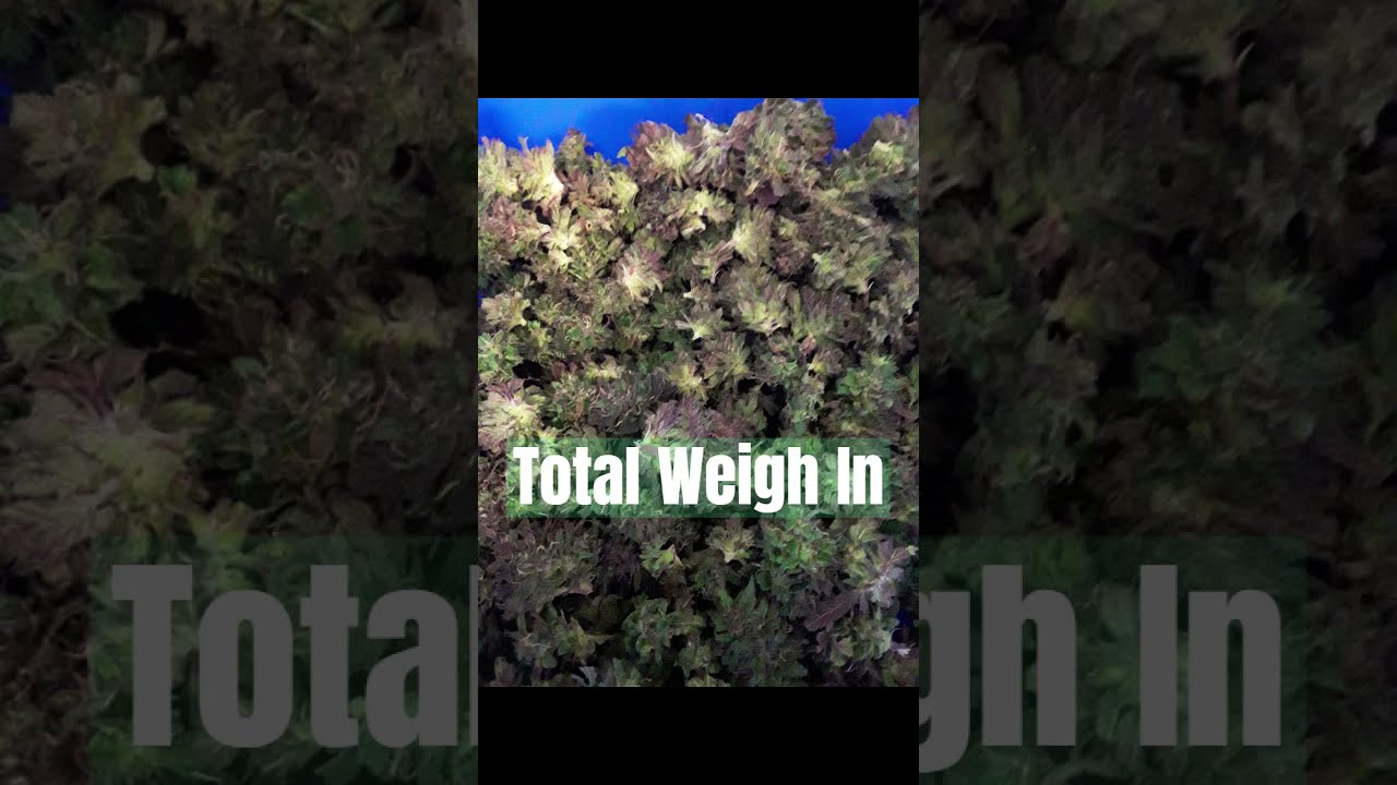 Final Yield of Four Marijuana Plants of the 2023 Grow Season @GardeningwithFran