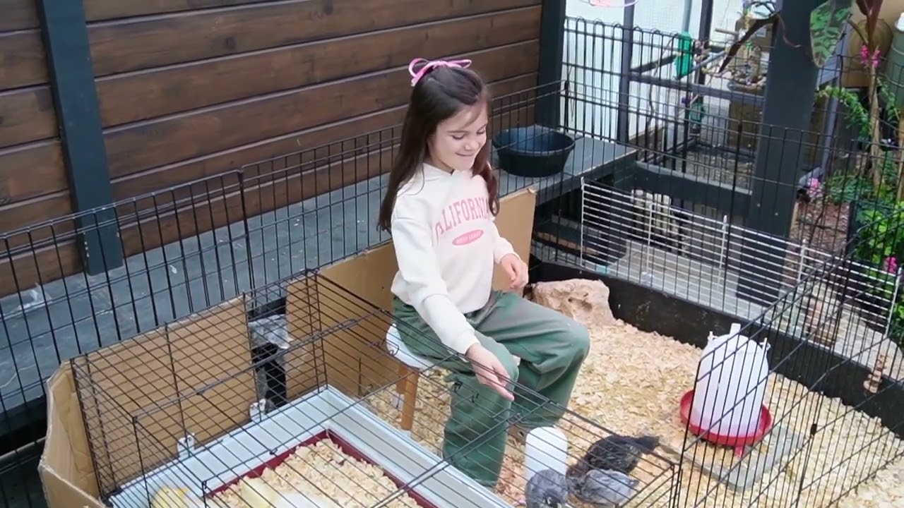 Raising Baby Chicks and  Ducks - They are Funny!