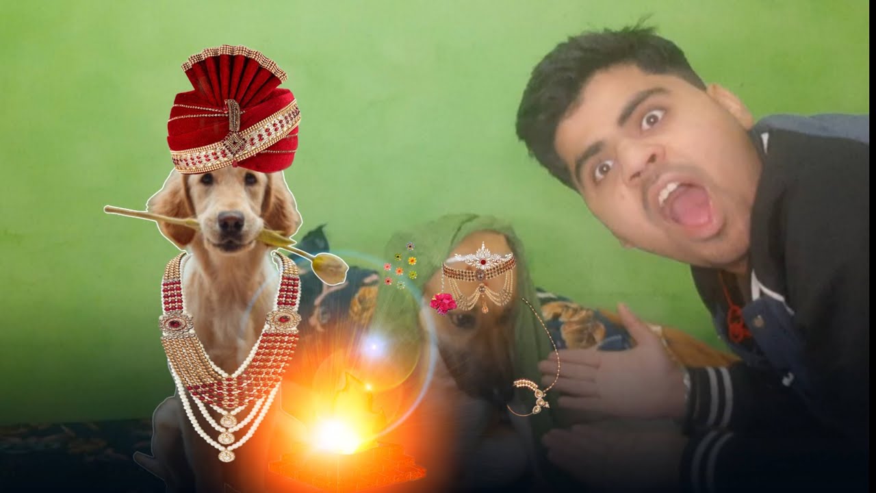 Tiger ka make up kar diya | funny dog video | dogs hindi video😂😂