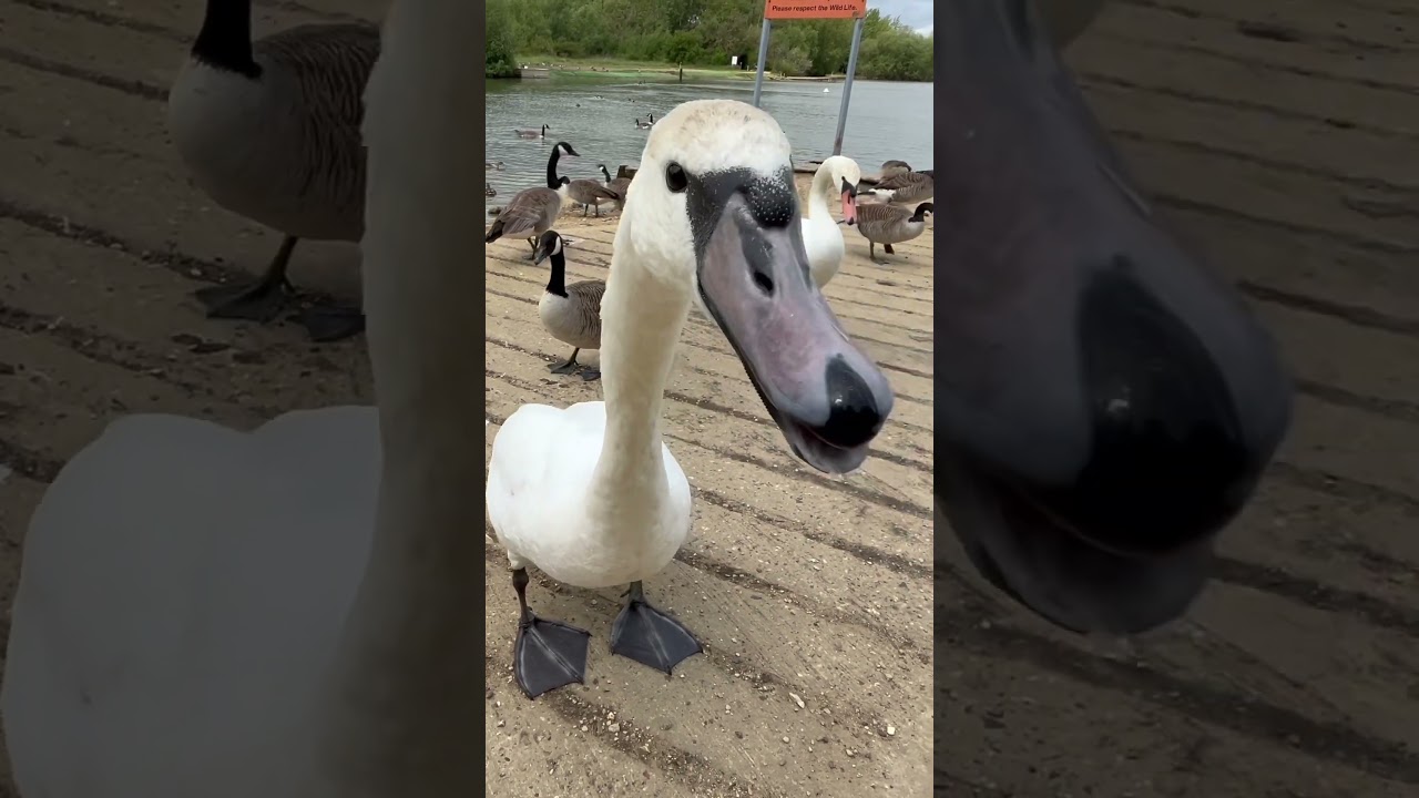 SWAN ATTACKS! #shorts
