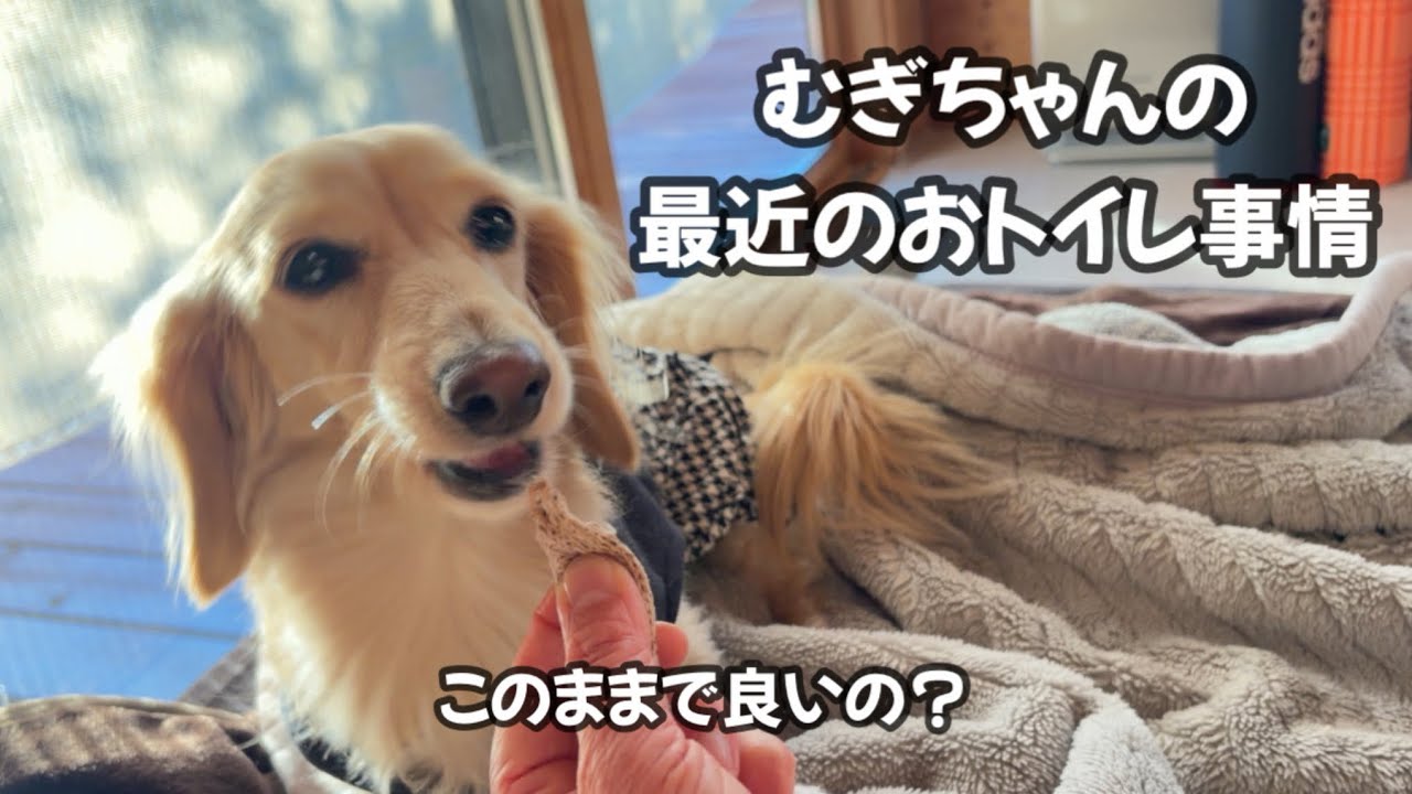 むぎちゃんのおトイレの回数【外派？家派？】