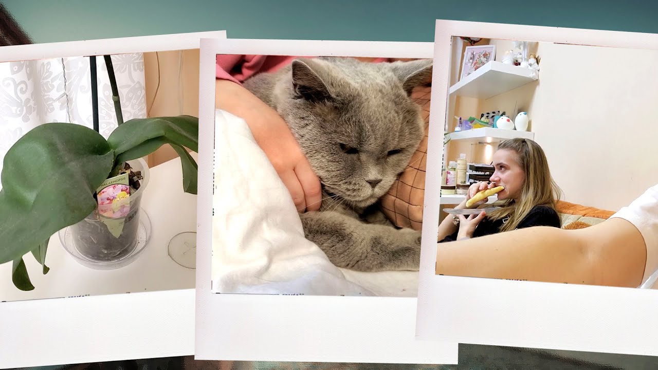 ВЛОГ: Последний ДЕНЬ МАСЛЕНИЦЫ! Планы Изменились... Обрезала ОРХИДЕЮ!