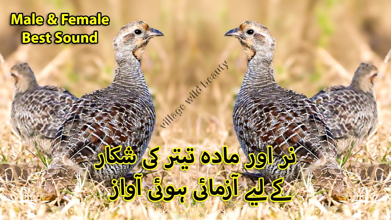 Best Hunting Sound of Jungle Grey Partridge | Shikar ki Azmaai hui Awaz | Nar or Mada ki Awaz