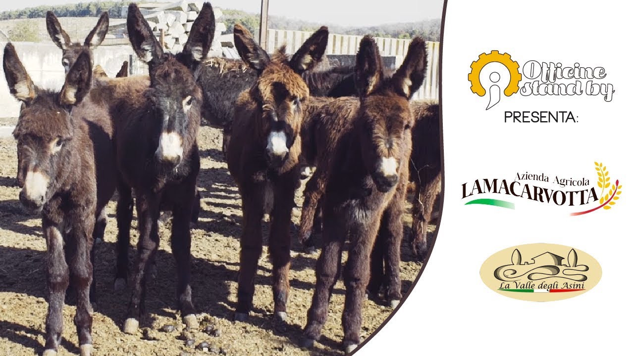 Azienda agricola Lamacarvotta - La Valle degli Asini