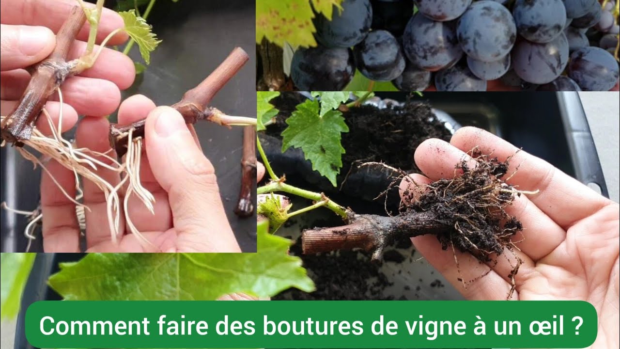 Comment faire pousser la vigne avec des boutures de 5 cm seulement ? 2023