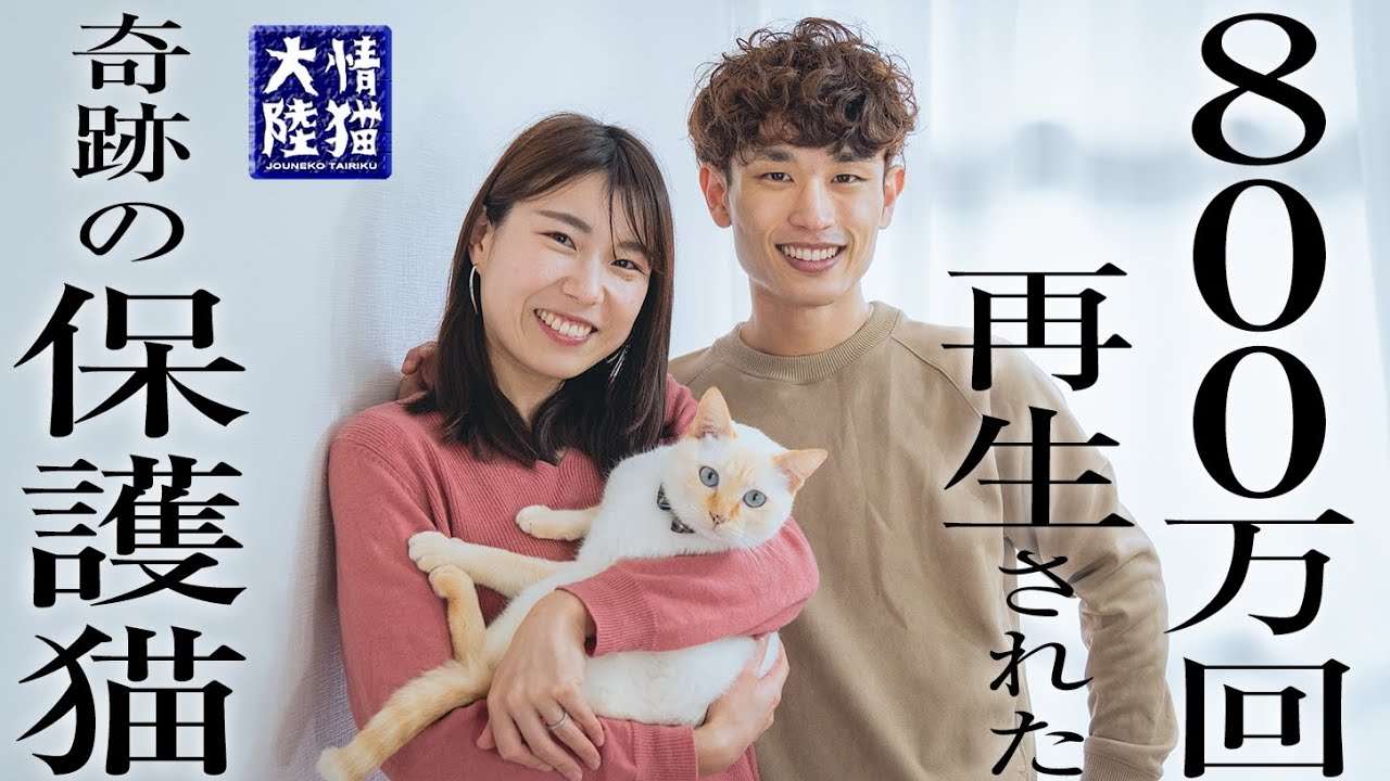 【情猫大陸】甘えん坊すぎる奇跡の保護猫。たその1日に密着！
