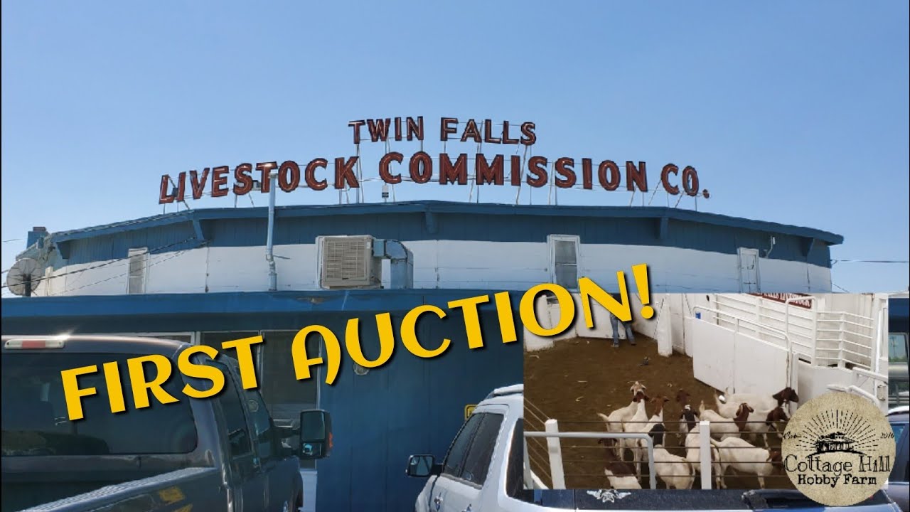 Our First Auction! and how the savanna goats have grown!