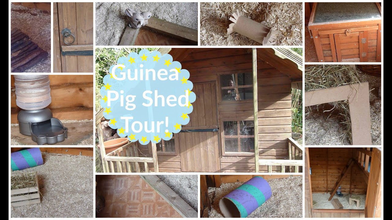 Guinea Pig Shed Enclosure Tour |♡Imy'sAnimals♡