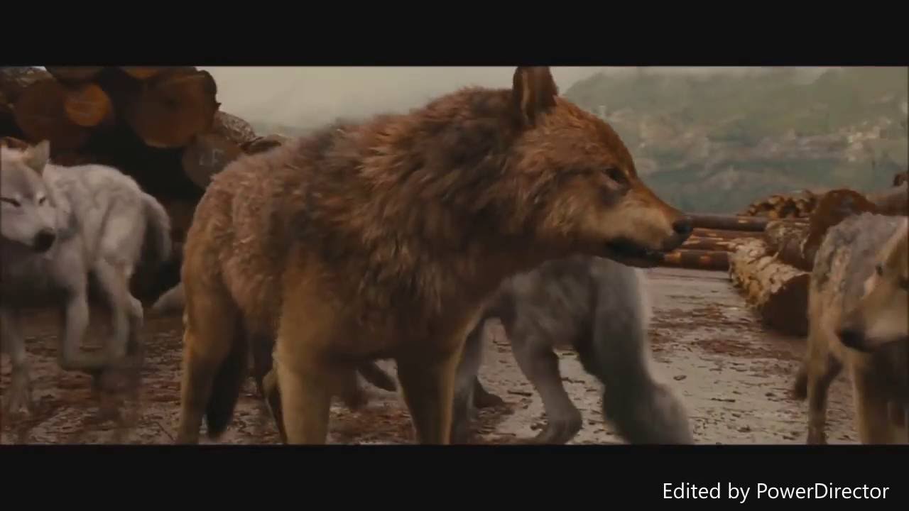 Twilight Wolves - Rolling In The Deep