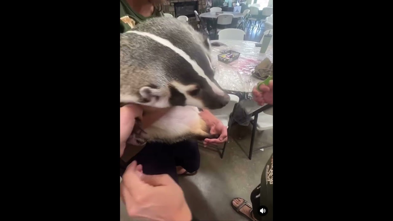 Have you seen & heard a north American Badger? So cute! Her name is Polly! Nail trimming every 2wks