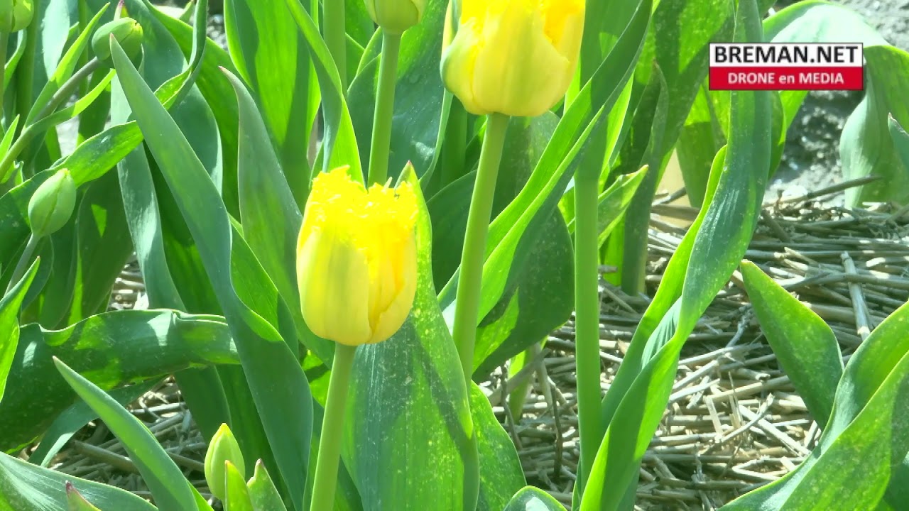 01-05-2021 Tulpenroute Noordoostpolder