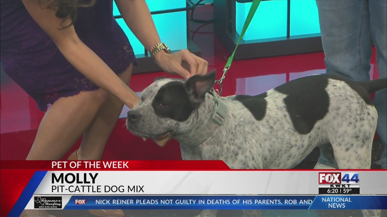 Pet of the Week: Molly the Cattle Pit Mix