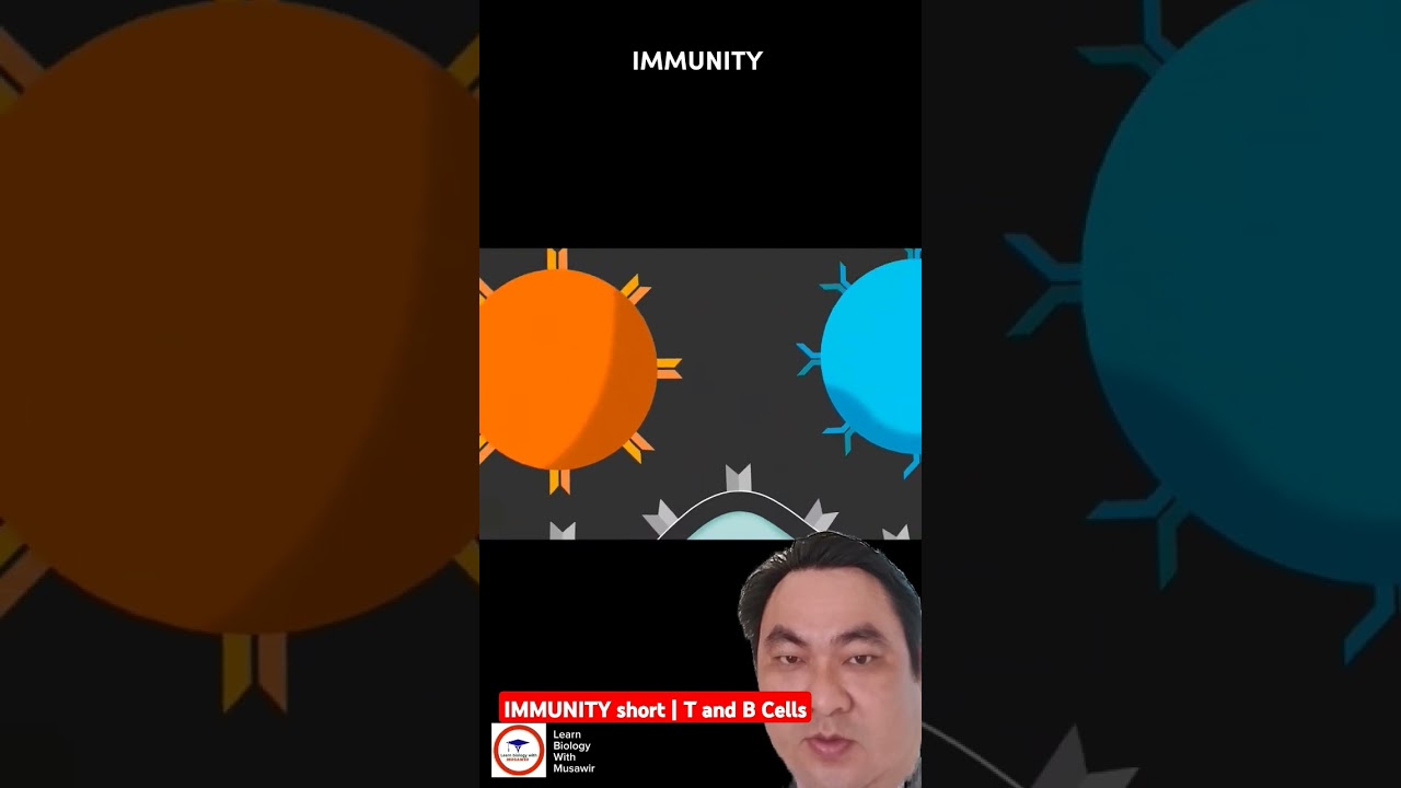 IMMUNITY short | T and B Cells 