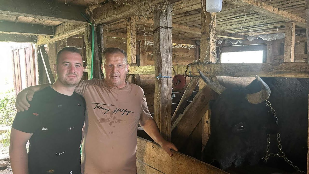 Bikovi bodači Alema i Zuhdije Alispahića