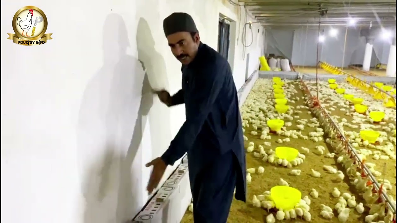 Chicks Brooding Tips | چوزوں کی پرورش کی تجاویز | चूजों की ब्रूडिंग युक्तियाँ