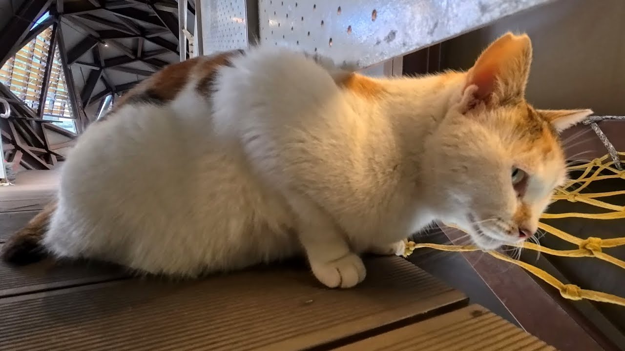 В одну секунду —ангел, в следующую — дьявол!Мордочка этого кота меняется быстрее, чем листаешь книгу