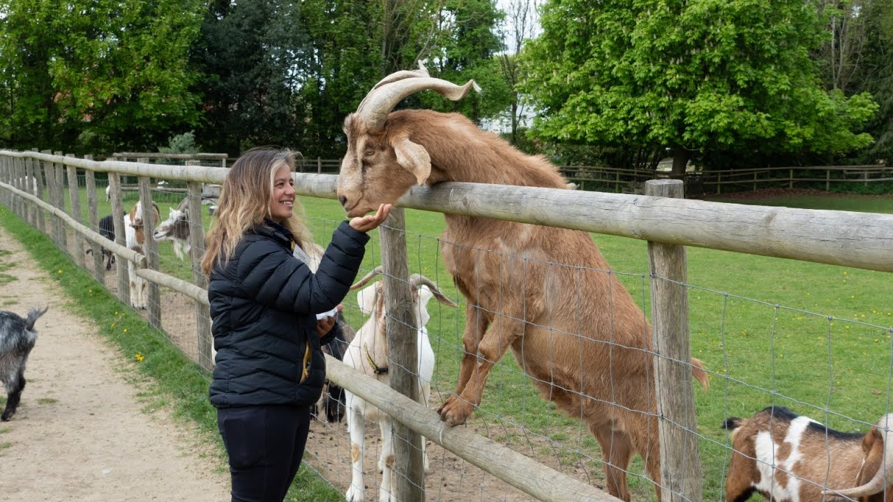 Networking With a Difference @ Buttercups Sanctuary for Goats 22/04/25