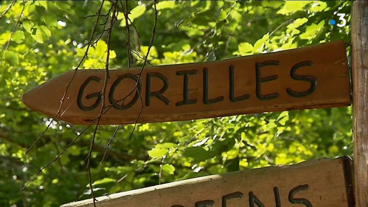 [SÉRIE 3/4] Dans les coulisses des parcs animaliers : la Vallée des Singes à Romagne