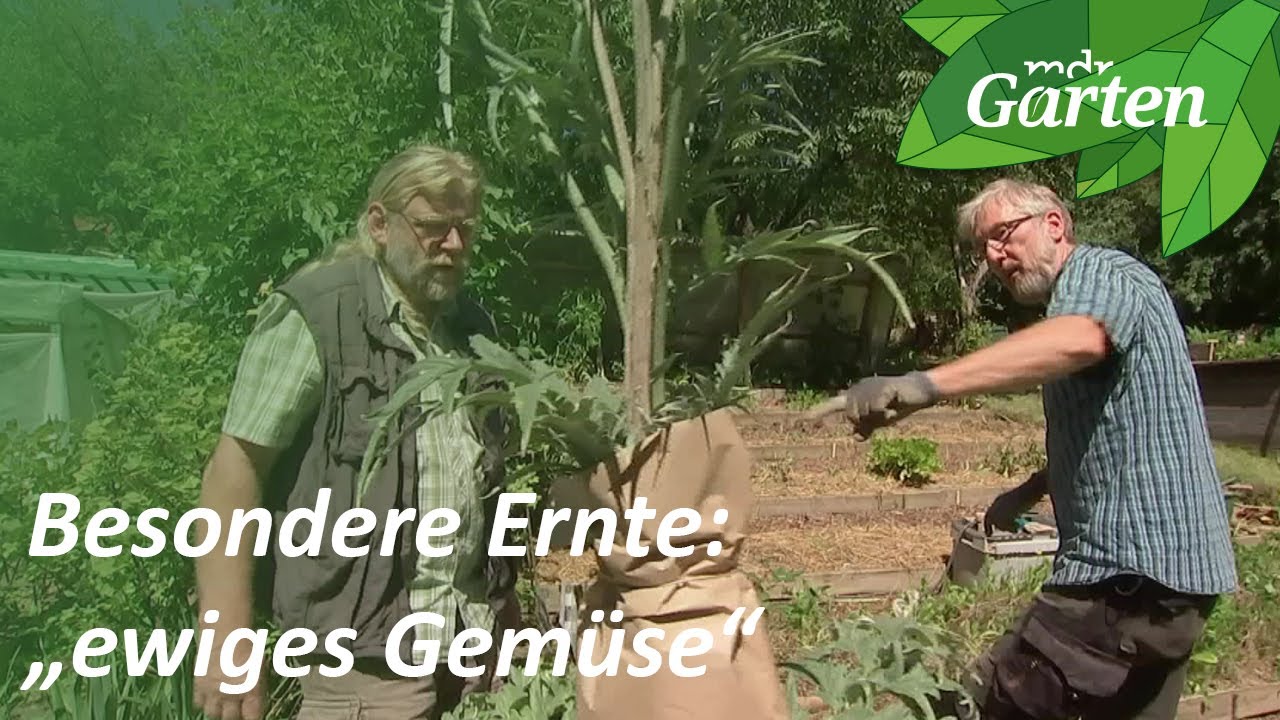 Mehrjähriges Gemüse ernten | MDR Garten