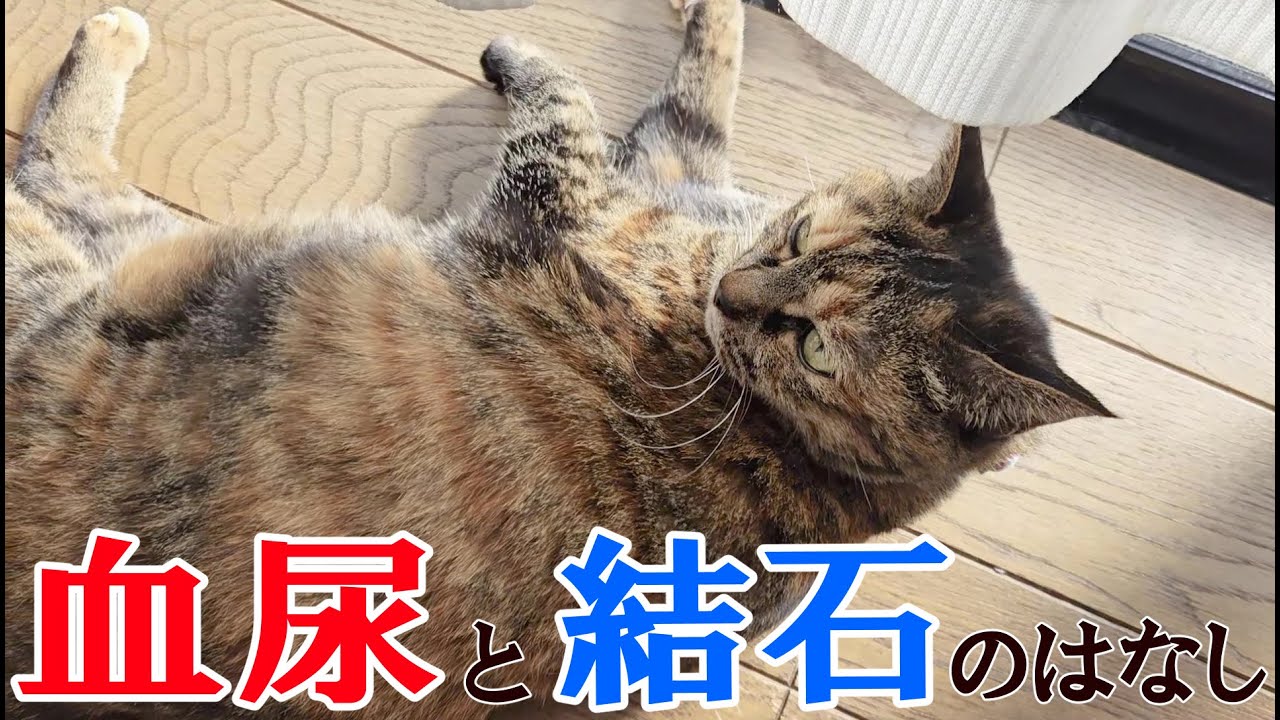 ホンニンは通常営業だったけど…ちょっぴりハラハラさせられたお正月でした #catdisease