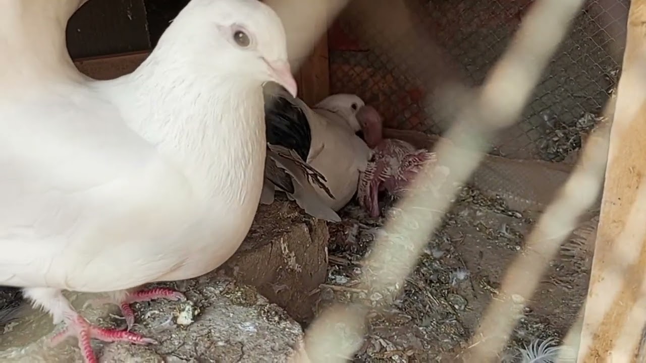 Aj mana apny lucky pigeon ka bachay ko dhoop ma bahir chora #trendingnow #birds #foryou #kabutar 