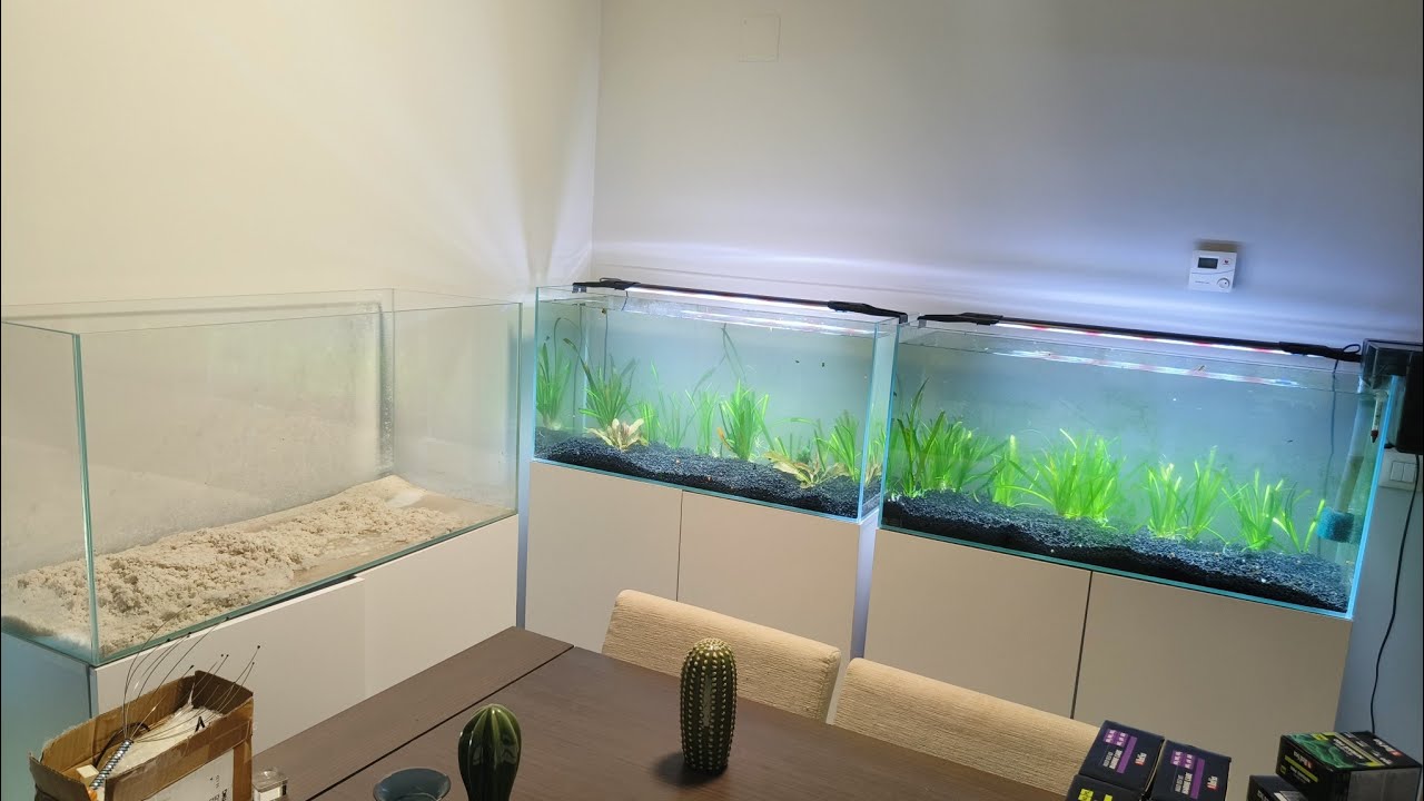 Montaje de los 2 acuarios para escalares .