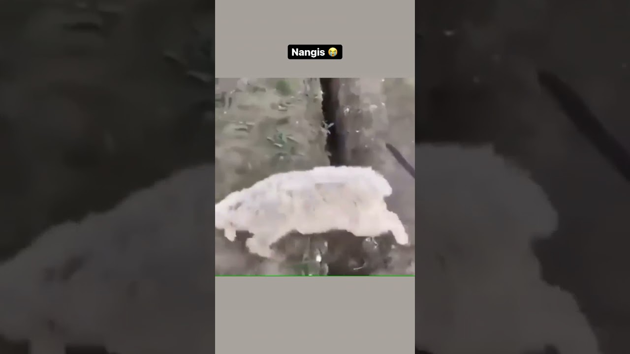 #sheep