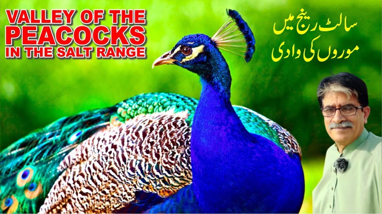 Peacocks Valley.